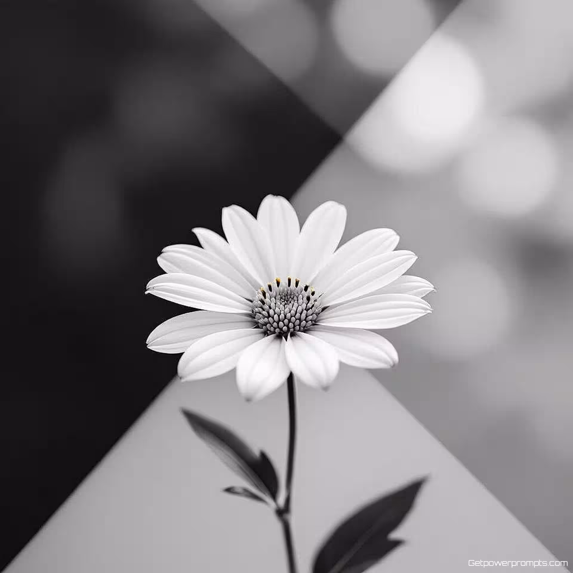 Enkele bloem, minimalistische fotokunst, hedendaags esthetiek, gecentreerd perspectief, zacht natuurlijk licht belichting, sereniteit atmosfeer, monochroom tonen, negatieve ruimte, geometrische eenvoud, galerij tentoonstellingskwaliteit, essentiële vormen, gereduceerde elementen, artistieke zuiverheid